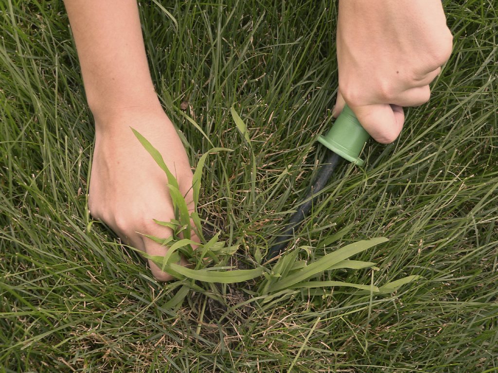 Summer Weed Control Tips for South Carolina Lawns