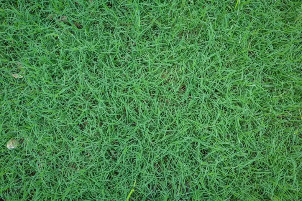 Is Scutch Grass Found in Charleston?